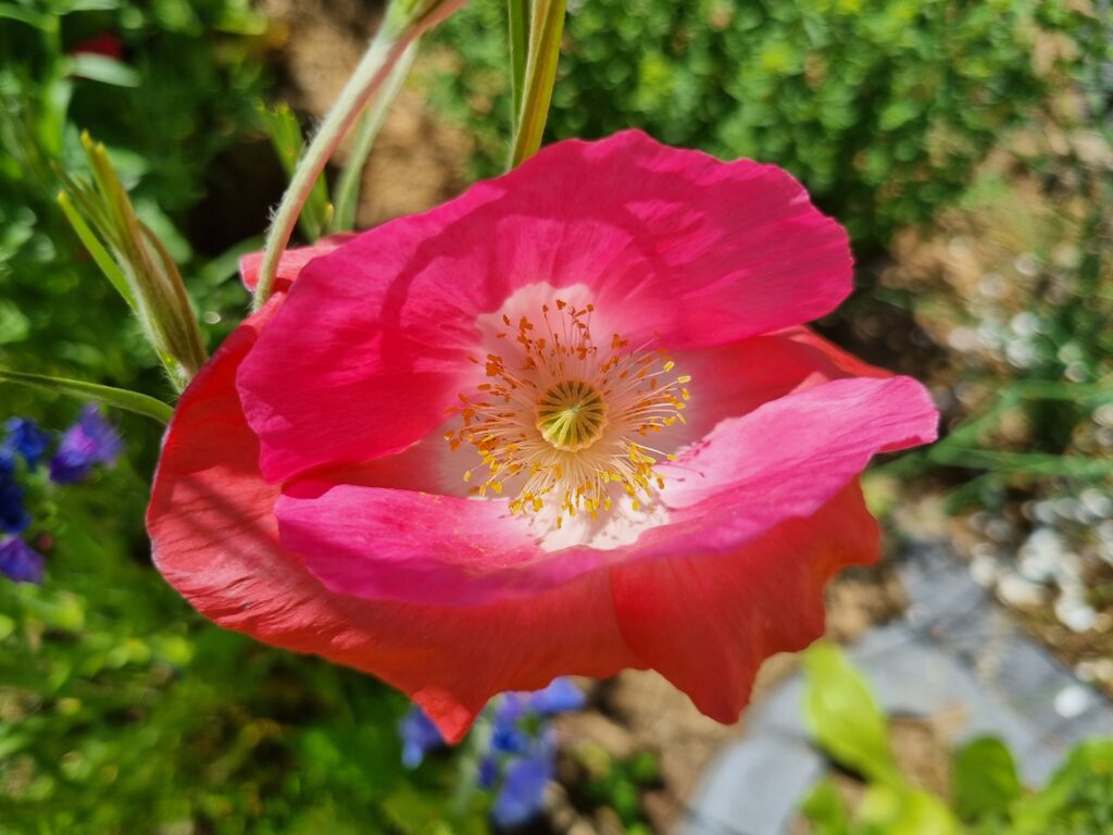 Das Bild zeigt eine rosa Mohnblüte in Nahaufnahme