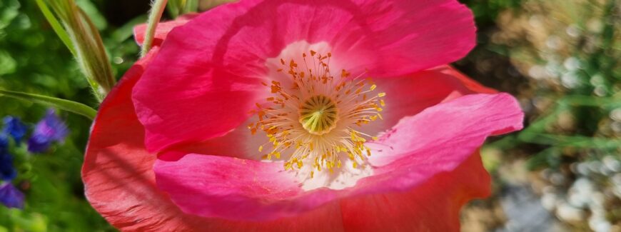Das Bild zeigt eine rosa Mohnblüte in Nahaufnahme