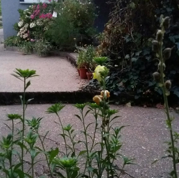 Das Bild zeigt eine Löwenmäulchen-Blüte, in der man die Silhouette eines männlichen Feenwesens erkennen kann.