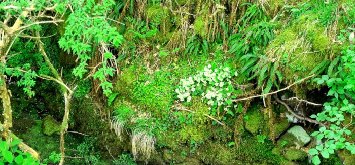 Das Bild zeigt einen grünen Hang mit Blumen und Steinen. Es soll den Titel des Blogbeitrags verdeutlichen: Stein mit Energie laden - Ein magisches Geschenk für geliebte Menschen