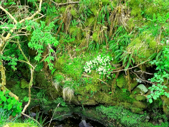 Das Bild zeigt einen grünen Hang mit Blumen und Steinen. Es soll den Titel des Blogbeitrags verdeutlichen: Stein mit Energie laden - Ein magisches Geschenk für geliebte Menschen